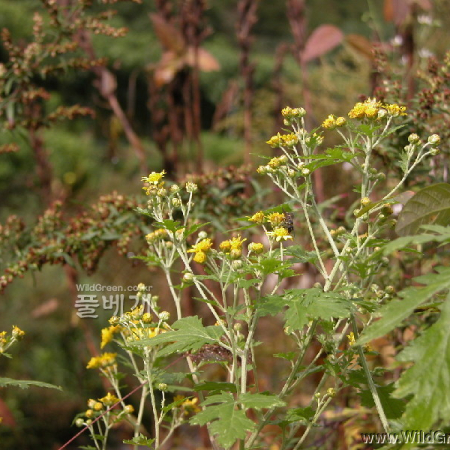 산국(Chrysanthemum boreale (Makino) Makino) : habal