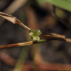 나사말(Vallisneria natans (Lour.) H.Hara) : kplant1