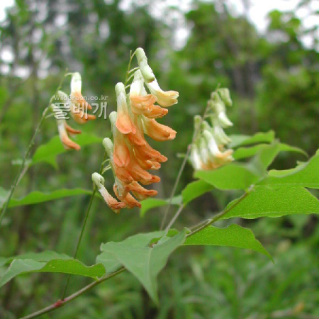 노랑갈퀴(Vicia chosenensis Ohwi) : 벼루