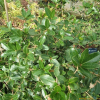 졸가시나무(Quercus phillyraeoides A.Gray) : 무심거사