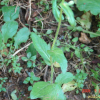 봄망초(Erigeron philadelphicus L.) : 현촌