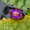 가시연꽃(Euryale ferox Salisb.) : 박용석