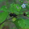 까마중(Solanum nigrum L.) : 현촌