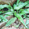 거미고사리(Asplenium ruprechtii Sa.Kurata) : 塞翁之馬