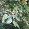 푸조나무(Aphananthe aspera (Thunb.) Planch.) : 꽃천사