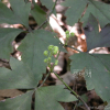 투구꽃(Aconitum jaluense Kom.) : habal