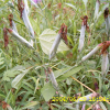 술패랭이꽃(Dianthus longicalyx Miq.) : 塞翁之馬