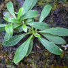 털민들레(Taraxacum mongolicum Hand.-Mazz.) : kplant1
