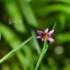 등심붓꽃(Sisyrinchium rosulatum E.P.Bicknell) : 현촌