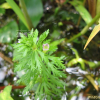 구와말(Limnophila sessiliflora (Vahl) Blume) : habal