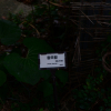 왕모람(Ficus pumila L.) : 무심거사