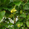 새팥(Vigna angularis (Willd.) Ohwi & H.Ohashi var. nipponensis (Ohwi) Ohwi & H.Ohashi) : 河志