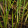 장지채(Scheuchzeria palustris L.) : 통통배