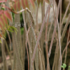 검양옻나무(Toxicodendron succedaneum (L.) Kuntze) : 설뫼