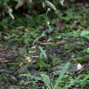 천일담배풀(Carpesium glossophyllum Maxim.) : 무심거사