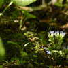 구슬붕이(Gentiana squarrosa Ledeb.) : 벼루