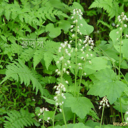 헐떡이풀(Tiarella polyphylla D.Don) : 별꽃