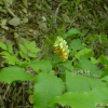 노랑갈퀴(Vicia chosenensis Ohwi) : 통통배