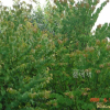계수나무(Cercidiphyllum japonicum Siebold & Zucc.) : 설뫼