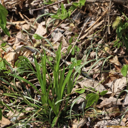 녹빛사초(Carex quadriflora (Kuk.) Ohwi) : 도리뫼