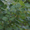 서양까치밥나무(Ribes grossularia L.) : 무심거사