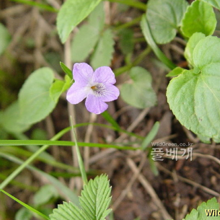 왜졸방제비꽃(Viola sacchalinensis H.Boissieu) : 통통배