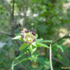 소경불알(Codonopsis ussuriensis (Rupr. & Maxim.) Hemsl.) : 설뫼