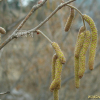 물오리나무(Alnus incana (L.) Moench subsp. hirsuta (Turcz. ex Spach) ?.L?ve & D.L?ve) : 설뫼*