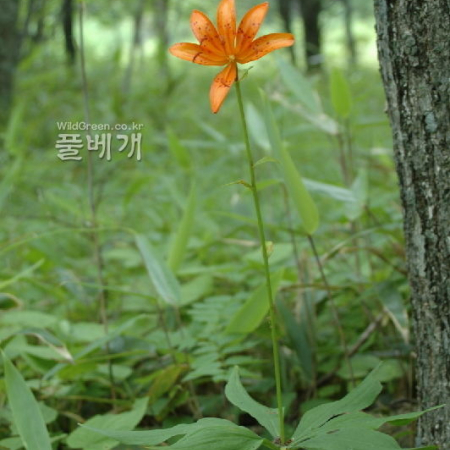 말나리(Lilium distichum Nakai ex Kamib.) : 벼루