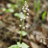 헐떡이풀(Tiarella polyphylla D.Don) : 통통배