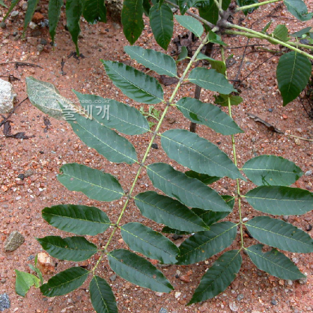 참죽나무(Cedrela sinensis Juss.) : habal