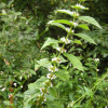 개쉽싸리(Lycopus coreanus H.L?v.) : 산들꽃