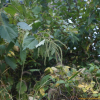 왜모시풀(Boehmeria japonica (L.f.) Miq.) : 설뫼