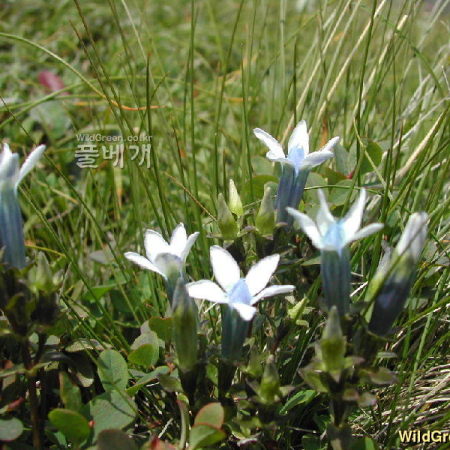 흰비로용담(Gentiana jamesii Hemsl. f. albiflora (Nakai) Toyok.) : 벼루