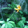 말나리(Lilium distichum Nakai ex Kamib.) : 통통배