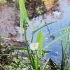 보풀(Sagittaria aginashi Makino) : 청암