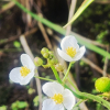 보풀(Sagittaria aginashi Makino) : 청암