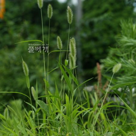 강아지풀(Setaria viridis (L.) P.Beauv.) : 고들빼기