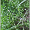 장대냉이(Berteroella maximowiczii (Palib.) O.E.Schulz) : 산들꽃