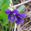 왜제비꽃(Viola japonica Langsd. ex Ging.) : 청암