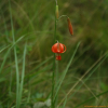 땅나리(Lilium callosum Siebold & Zucc.) : 바지랑대