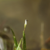 올챙이솔(Blyxa japonica (Miq.) Maxim. ex Asch. & Gurk.) : Hanultari
