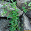 대극(Euphorbia pekinensis Rupr.) : 김새벽