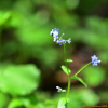 왜지치(Myosotis sylvatica Ehrh. ex Hoffm.) : 통통배