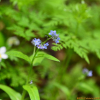 왜지치(Myosotis sylvatica Ehrh. ex Hoffm.) : 통통배
