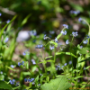 왜지치(Myosotis sylvatica Ehrh. ex Hoffm.) : 통통배