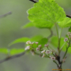 넓은잎까치밥나무(Ribes latifolium Jancz.) : 산들꽃