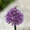 산파(Allium maximowiczii Regel) : 그리운