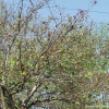 산사나무(Crataegus pinnatifida Bunge) : 은하수