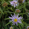 벌개미취(Aster koraiensis Nakai) : 현촌